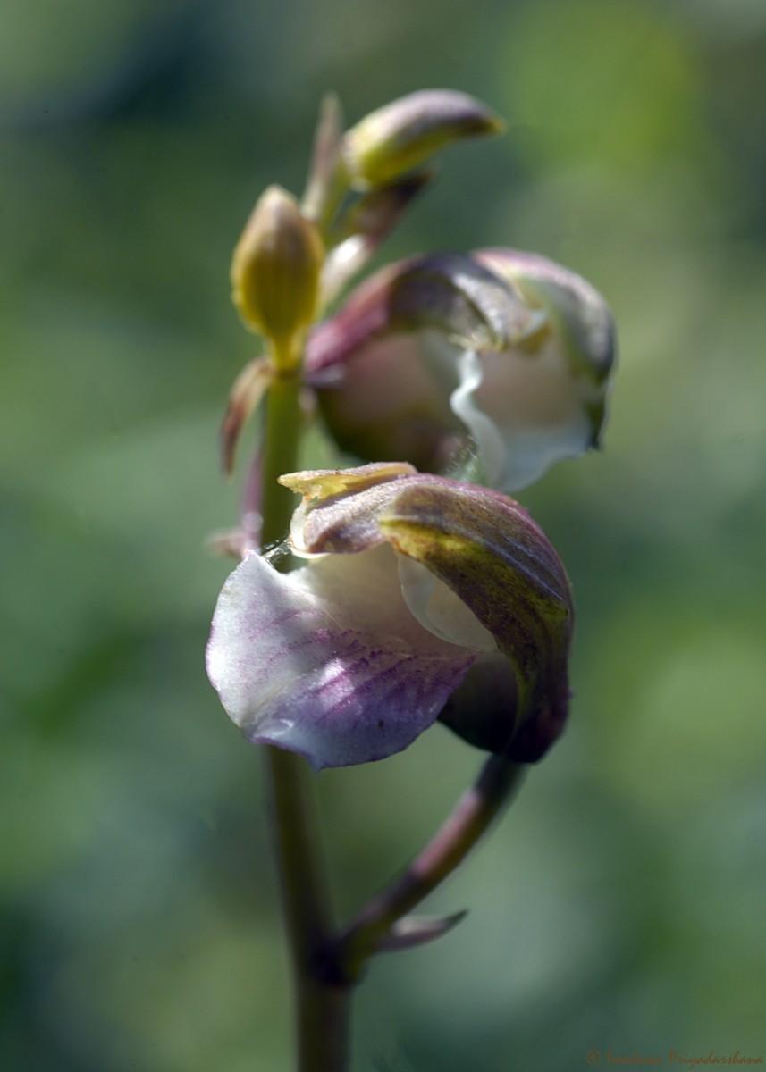 Eulophia nuda Lindl.